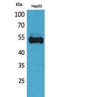 Ub Polyclonal Antibody