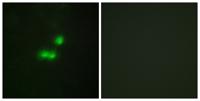 TFIIIB90-1 Polyclonal Antibody