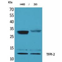 TFPI-2 Polyclonal Antibody