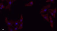 TGFβ RI Polyclonal Antibody