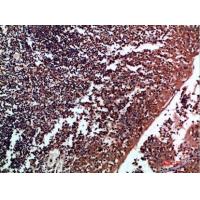 Tenascin-R Polyclonal Antibody