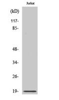 RCL Polyclonal Antibody