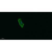 Talin-1 Polyclonal Antibody