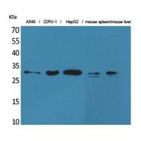 TALL-1 Polyclonal Antibody