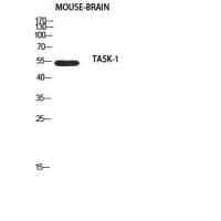 TASK-1 Polyclonal Antibody