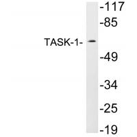 TASK-1 Polyclonal Antibody