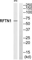Raftlin Polyclonal Antibody