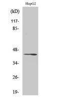 Rag C Polyclonal Antibody