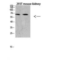 RANK Polyclonal Antibody