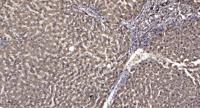 Rad21 Polyclonal Antibody