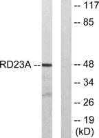 Rad23A Polyclonal Antibody