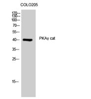 PKAγ Polyclonal Antibody