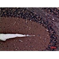 PKC γ Polyclonal Antibody