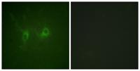 RGS16 Polyclonal Antibody