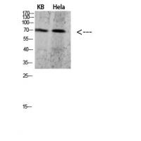 PRC1 Polyclonal Antibody