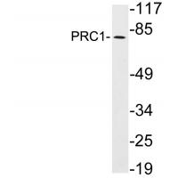 PRC1 Polyclonal Antibody