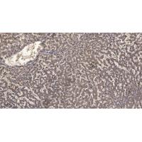 PRC1 Polyclonal Antibody