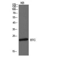 Probetacellulin Polyclonal Antibody
