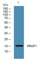 PROF1 Polyclonal Antibody