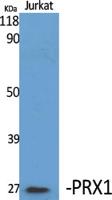 PRX1 Polyclonal Antibody