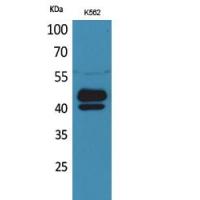 PSG1 Polyclonal Antibody