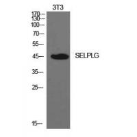 PSGL-1 Polyclonal Antibody