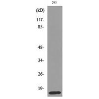 PSP Polyclonal Antibody
