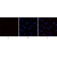 PTEN Polyclonal Antibody