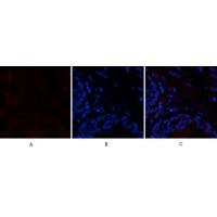 PTEN Polyclonal Antibody