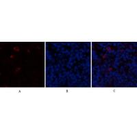PTEN Polyclonal Antibody