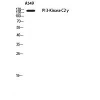PI 3-Kinase C2γ Polyclonal Antibody