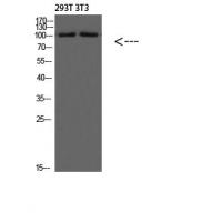 PI 3 Kinase Class 3 Polyclonal Antibody