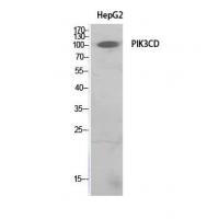 PI 3-Kinase p110δ Polyclonal Antibody