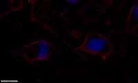 PI 3-kinase p85α Polyclonal Antibody
