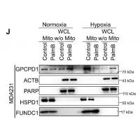 FUNDC1 Polyclonal Antibody