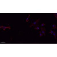 FUNDC1 Polyclonal Antibody