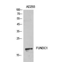 FUNDC1 Polyclonal Antibody