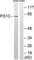 PIPK I γ Polyclonal Antibody