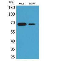 PEPCK-C Polyclonal Antibody