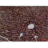 PEPCK-C Polyclonal Antibody