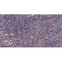 PGLYRP1 Polyclonal Antibody