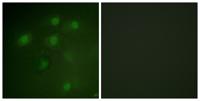 Pdcd-4 Polyclonal Antibody