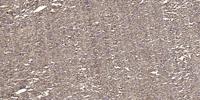 Rho H Polyclonal Antibody