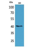 Pax-5 Polyclonal Antibody