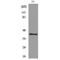 Pax-5 Polyclonal Antibody