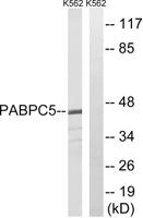 PABP5 Polyclonal Antibody