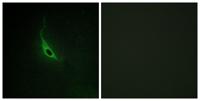 p164-RhoGEF Polyclonal Antibody
