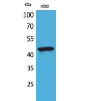 P2X3 Polyclonal Antibody