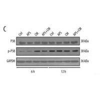 p38 Polyclonal Antibody