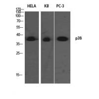 p38 Polyclonal Antibody